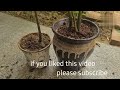 How to Repot and Multiply ZZ Plant/ Fortune Plant