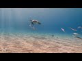*NEW* 12HR Ambient Underwater 4K Nature Relaxation Film: Treasures of the Ocean - Colorful Sea Life