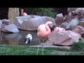 Birds at the Wildlife Sanctuary at the Flamingo