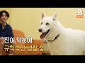 Jong-hyun, please leave the dog behind. Big&cute Jindosky [Kang Hyung-wook's Dog Guest Show] EP.15