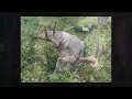 Whitetail- and moosehunting in Finland - SHOTKAM gen 3