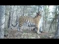 Size comparison between Male Ussuri Brown Bear and Male Siberian Tiger