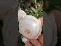 Роза Uetersener Klosterose- соцветия похожи на шарики мороженного. Рядом Казино - тоже красотка !