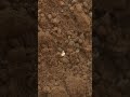 Mars Rover Finds Plastic On Mars