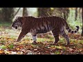the BIG cat#naturalcolours#tigers#wildanimals#naturelovers#wildlife#fullhd#humaNS