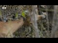 This leopardess has an INCREDIBLE hunting technique 🐆 | Planet Earth III - BBC
