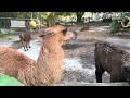 Llamas and elephant ears