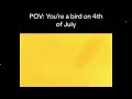 POV: your a bird on the 4th of july
