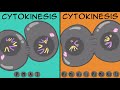 Mitosis vs. Meiosis: Side by Side Comparison