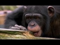 Chimp vs Human! | Memory Test | BBC Earth