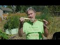 Cover Crops in the Home Garden