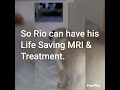 Rio Needs Your Help. https://gofund.me/2d946224