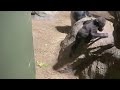 Adorable baby gorillas love to wrestle!