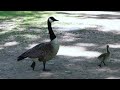 Canada gosling and momma