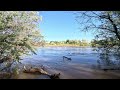 Swollen Rio Grande - Soundscape (use headphones for immersive audio)
