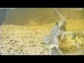 Crayfish mating