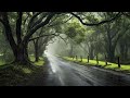 The gentle sound of rain on the forest road - white noise helps you overcome insomnia