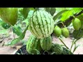 Great Technique for Grafting Mango Tree with Watermelon, how to growing mango tree many watermelon