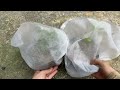 The technique of propagating guava trees using leaves, using bananas stimulates rooting very quickly