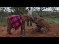 Orphan Elephant Toto | Sheldrick Trust