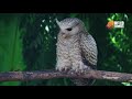 Birdwatching in Sri Lanka - The Devil Bird of Sri Lanka