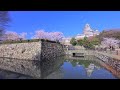 4K映像 桜の名所「姫路城の桜Ⅱ」Japan Cherry Blossom  Himeji Castle 世界文化遺産 日本の四季 春 兵庫県姫路市 4月上旬 お花見 絶景自然風景 観光旅行 8K撮影