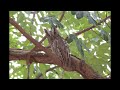 Owl Sound | Owl Sound Effects | Owl Singing | Owl Calls | Owl Noises | Nature Sounds | No Music