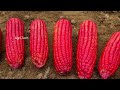 Creative ideas for the garden - Growing Red Corn with Aloe Vera and Lime
