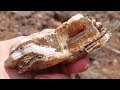 Systematic Exploration Leads to New High Quality Petrified Wood Locality! Oregon 2024