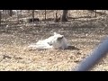 Gray Wolf Sleeping