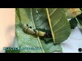 【Amazing story】How do swallowtail larvae become butterflies?(Please choose English subtitles)