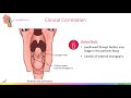 Pharynx & Larynx - Gross Anatomy