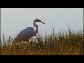 Portland Maine - Sunrise and a Great White Egret Family - June 12 2024