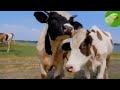 COW VIDEOS, COWS GRAZING IN A FIELD, COWS MOOING | Cow Video